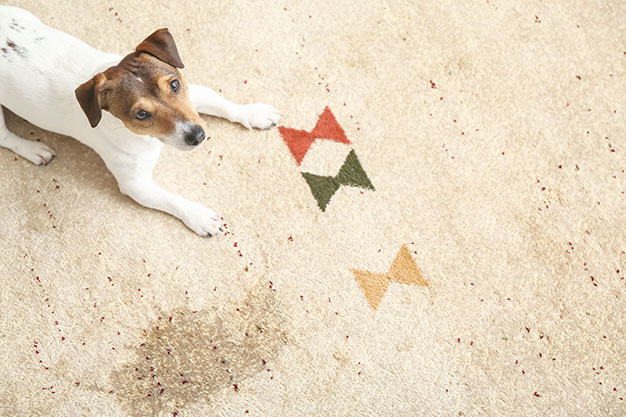 Rug Cleaning, Carpet Cleaniing, Stain & Odor Removal and Rug Repairs